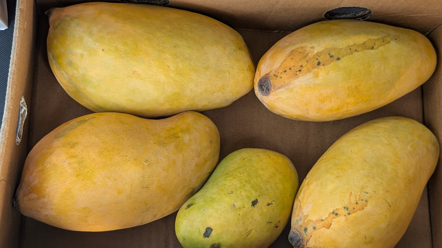 Premium Mangoes 2 KG Box
