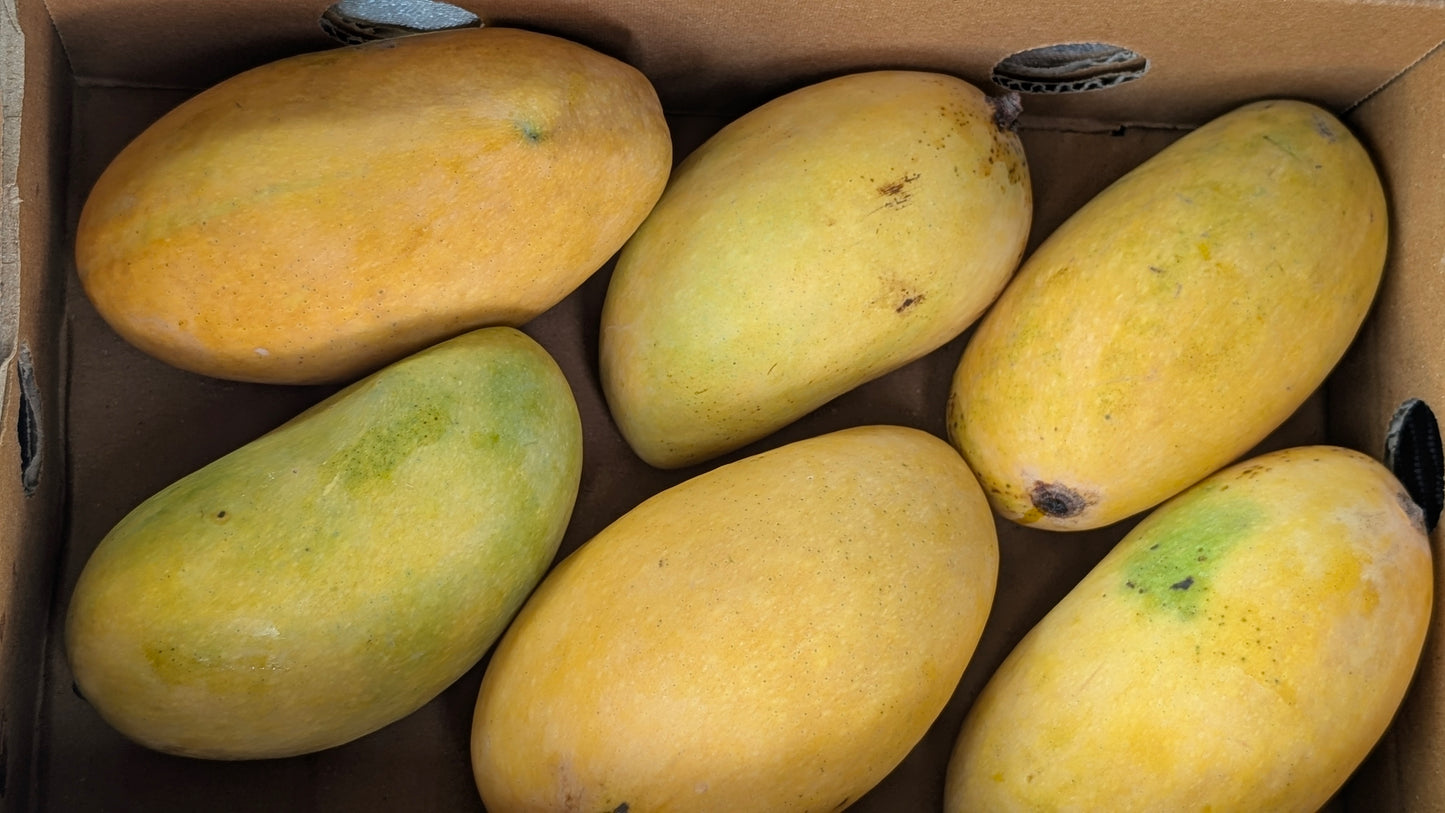 Premium Mangoes 2 KG Box